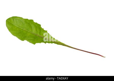 Freenas erklärt Löwenzahnblatt auf weißem Hintergrund Stockfoto