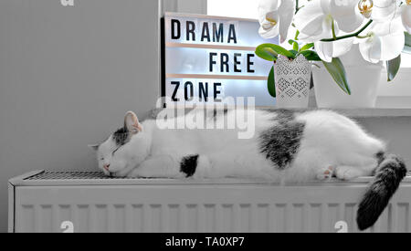 Hauskatze schlafen am Kühler Stockfoto