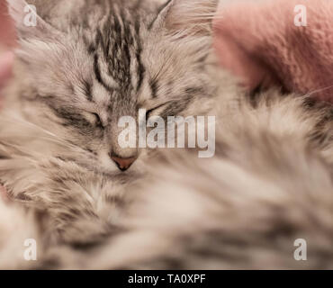 Nahaufnahme der Türkisch Angora Katze schlafen auf Rosa Decke Stockfoto