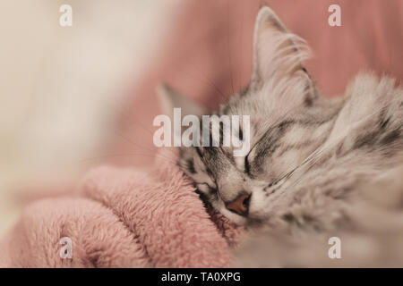 Nahaufnahme der Türkisch Angora Katze schlafen auf eine rosarote Decke Stockfoto