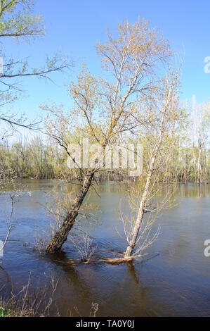 Feder Flut. Der Wald wird von der ausufernden Fluss überflutet. Stockfoto