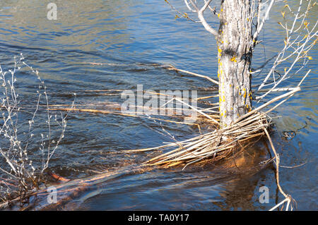 Feder Flut. Der Wald wird von der ausufernden Fluss überflutet. Stockfoto