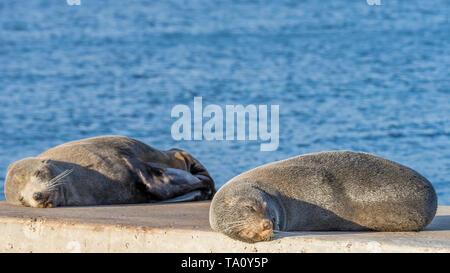 Paar Seelöwen liegt faul auf den Felsen, Kingscote, Kangaroo Island, Südaustralien Stockfoto