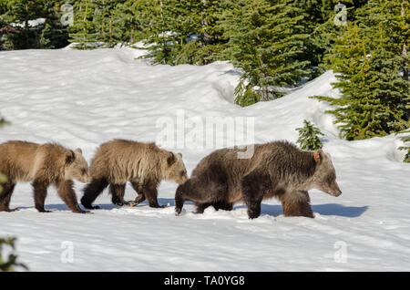 Grizzly Bär Mutter und ihre zwei jungen Wandern in tiefem Schnee Stockfoto