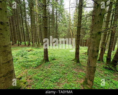 Camping Hängematte, Powys. Großbritannien Stockfoto