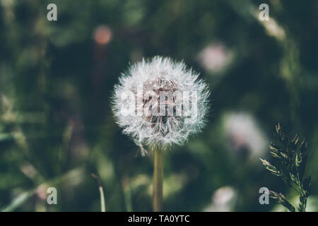 Subtile Löwenzahn - minimalistische Stockfoto
