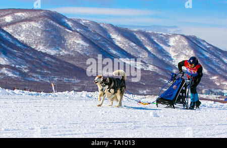 Kamtschatka, Russland - 11. März 2017: Winter sports Festival nowy Weg' in Kamtschatka. Mann musher versteckt sich hinter dem Schlitten bei Schlittenhunderennen auf Schnee im Wint Stockfoto