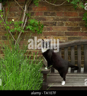 Schwarze und weiße Katze auf einer gartenbank Stockfoto