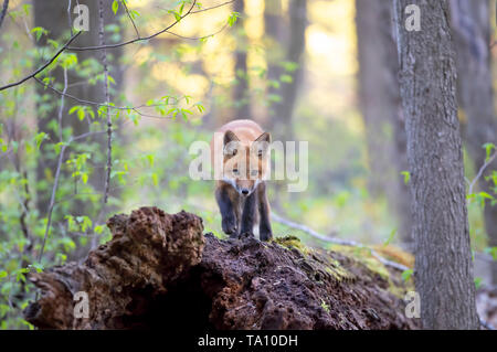 Red Fox kit Vulpes vulpes stehend auf einem Bemoosten tief im Wald im Frühjahr in Kanada Stockfoto