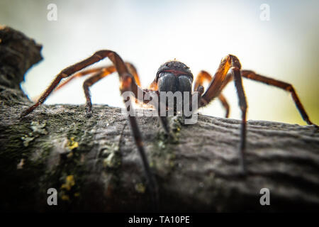 In der Nähe von Spider, makroökonomische Bild Stockfoto