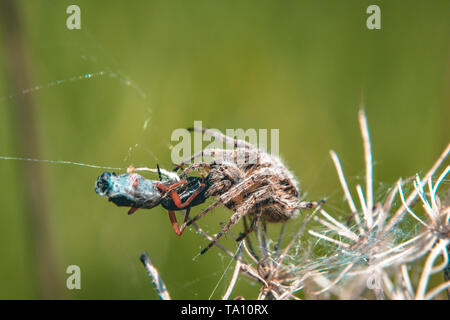 Ein jumping Spider ist Essen Fliegen, im Spinnennetz gefangen Stockfoto