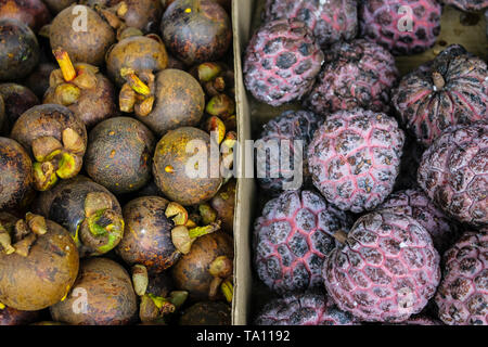 Stapel der Mangostan und Buah Nona, Custard Apple. Lila Mangosteen ist ein tropischer immergrüner Baum mit essbaren Früchten native zu Insel in Südostasien. Stockfoto