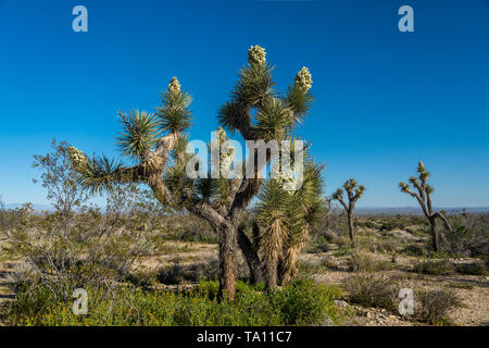 Ein Joshua Tree Forest blühen in der Mojave-Wüste in der Nähe der Cima, Kalifornien, USA. Stockfoto