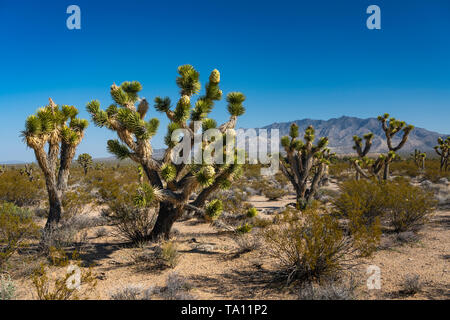 Ein Joshua Tree Forest blühen in der Mojave-Wüste in der Nähe der Cima, Kalifornien, USA. Stockfoto