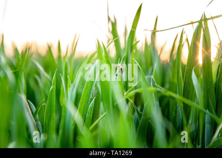 Sonne scheint durch Weizen ina UK Agricultural Feld. Britische Landwirtschaft. Oxford, UK. Stockfoto