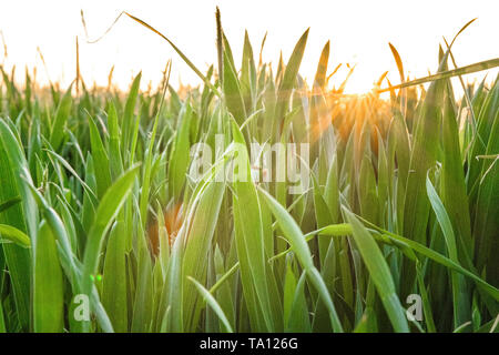 Sonne scheint durch Weizen ina UK Agricultural Feld. Britische Landwirtschaft. Oxford, UK. Stockfoto