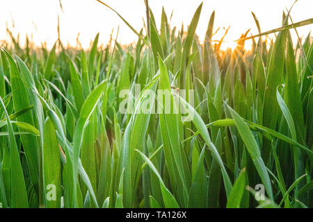 Sonne scheint durch Weizen ina UK Agricultural Feld. Britische Landwirtschaft. Oxford, UK. Stockfoto