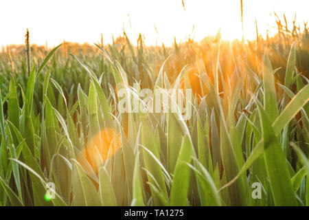 Sonne scheint durch Weizen ina UK Agricultural Feld. Britische Landwirtschaft. Oxford, UK. Stockfoto