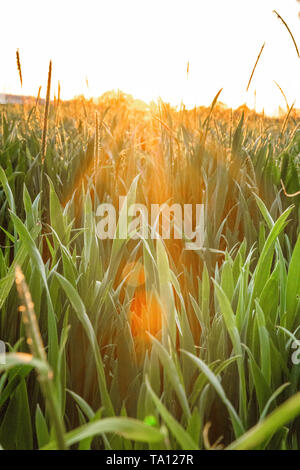 Sonne scheint durch Weizen ina UK Agricultural Feld. Britische Landwirtschaft. Oxford, UK. Stockfoto