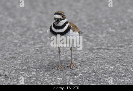 Montreal, Kanada, 20. Mai 2019 Ein Killdeer Vogel in der Nähe der Flughafen in Montreal, Quebec, Kanada. Credit: Mario Beauregard/Alamy leben Nachrichten Stockfoto