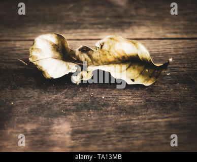 Single getrocknete Blatt auf Holzboden nichts ewig Konzept Idee der Veränderung Philosophie Hintergrund Stockfoto