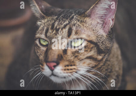 Verärgert cat wütend braun Tabby Katze Nahaufnahme Hintergrund Stockfoto