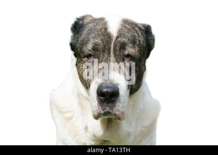 Alabai rieb direkt in die Kamera. Auf weissem Hintergrund. Stockfoto