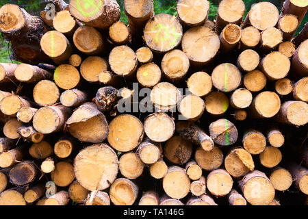 Woodpile von Schneiden Bauholz für Forstwirtschaft Stockfoto