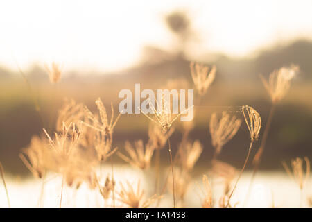 Ein glänzendes Feld von Golden mit einigen Wildblumen wie Gänseblümchen und wildes Gras schöne Natur Hintergrund Stockfoto