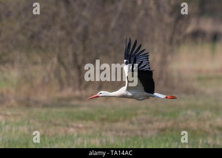 Eine natürliche Weißstorch (Ciconia ciconia) Fliegen über grüne Wiese Stockfoto