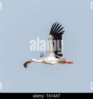 Weißstorch (ciconia) fliegen mit Nistmaterial, blauer Himmel Stockfoto