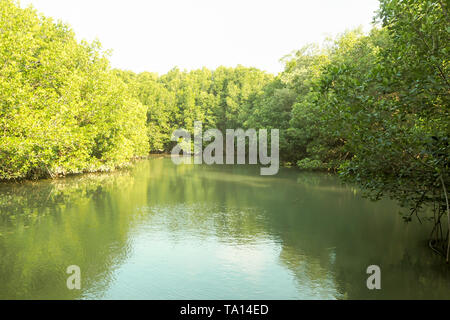 Mangrovenwald River Green perfekt Natur Hintergrund in Thailand Stockfoto