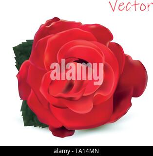 3d realistische Rose auf weißem Hintergrund. Vector Illustration. Rose close-up. Stock Vektor