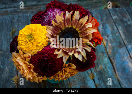 Ende Sommer Saison Blumenstrauß mit Zinnien, Dahlien und Sonnenblumen. Stockfoto