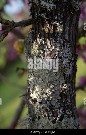 Detail aus einem Baumstamm mit islandmoos grün-grau Stockfoto
