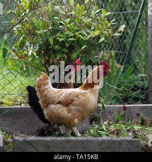 Zwei Hühner in einem Garten Stockfoto