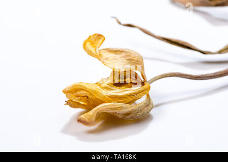 Getrocknete Tulpe Blume auf weißem Hintergrund. Verwelkte Blume. Stockfoto