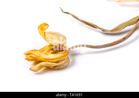 Getrocknete Tulpe Blume auf weißem Hintergrund. Verwelkte Blume. Stockfoto