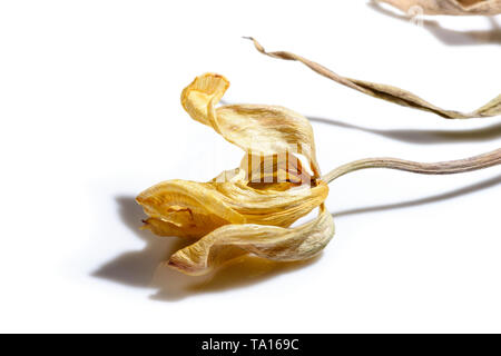 Getrocknete Tulpe Blume auf weißem Hintergrund. Verwelkte Blume. Stockfoto
