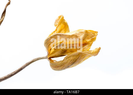 Getrocknete Tulpe Blume auf weißem Hintergrund. Verwelkte Blume. Stockfoto