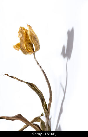 Getrocknete Tulpe Blume auf weißem Hintergrund. Verwelkte Blume. Stockfoto