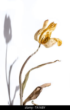 Getrocknete Tulpe Blume auf weißem Hintergrund. Verwelkte Blume. Stockfoto
