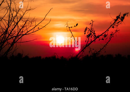 Schöne Szene mit getrockneten Zweigen von Bäumen auf einem Sonnenuntergang silhouette Fotografie orange sky Sommer Frühling Konzept Stockfoto