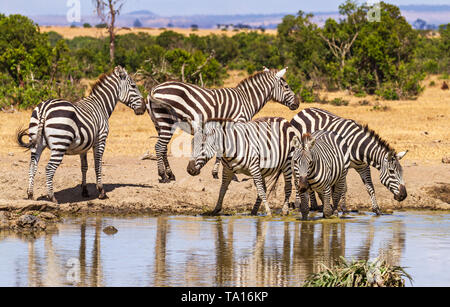 Ebenen Zebra, fünf, Equus quagga, trinken sie Wasser am Wasserloch, schwarz-weißen Streifenmuster. Ol Pejeta Conservancy, Kenia, Afrika. Reflexion im Wasser Stockfoto