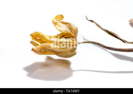 Getrocknete Tulpe Blume auf weißem Hintergrund. Verwelkte Blume. Stockfoto