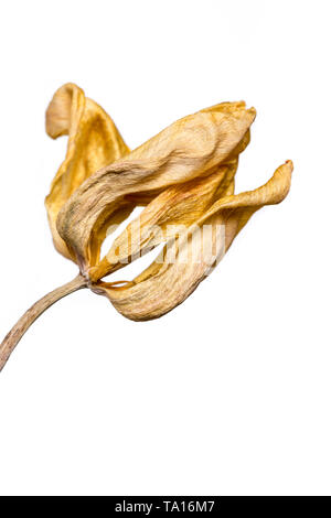 Getrocknete Tulpe Blume auf weißem Hintergrund. Verwelkte Blume. Stockfoto