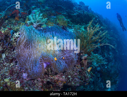 Bioluminescent wunderschöne Anemone mit clownfisch eingebettet in seine Tentakel auf einem steilen Korallenriff mit Taucher, Blau, Wasser, Hintergrund Stockfoto
