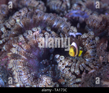 Juvenile clownfisch Altersgenossen aus bunten Perlen Tentakel Anemone (heteractis Aurora) Lembeh Straits, Indonesien. Stockfoto