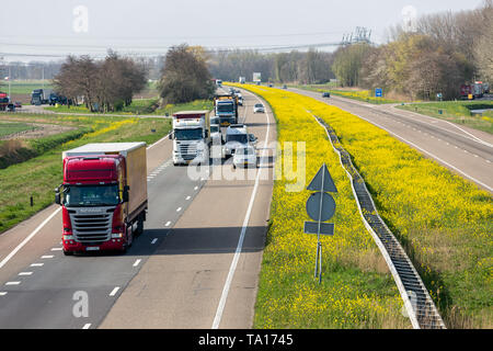 Niederländische Autobahn in der Nähe von Lelystad mit blühenden Raps Stockfoto