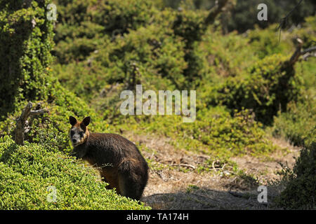 Känguruh Wallaby in Australien, Victoria Stockfoto